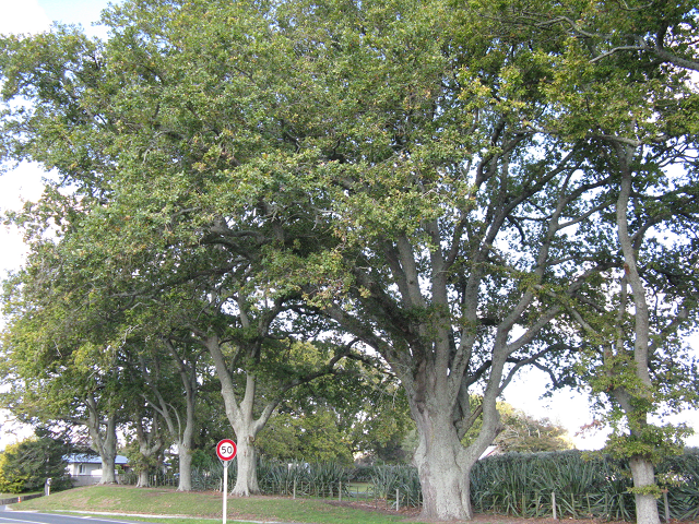 English oak- Cambridge Tree Trust